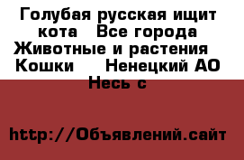 Голубая русская ищит кота - Все города Животные и растения » Кошки   . Ненецкий АО,Несь с.